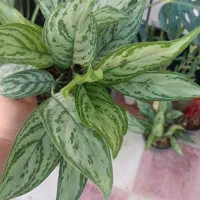 فروش انواع گل‌های آپارتمانی با بهترین کیفیت