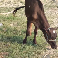 پرراو داشتی فروشی