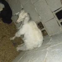 بی نر چپش بز