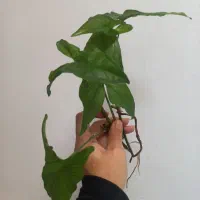 همه قلمه هاباهم فقط۱۰۰|حراج|مشهد, شهرک امام هادی (شهرک غرب)|دیوار