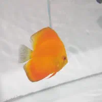 فروش دیسکس مولد