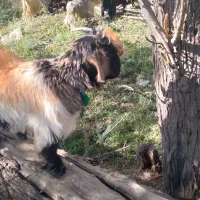 کهره تخمی|حیوانات مزرعه|شهرکرد, |دیوار