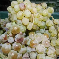 انگور چفته برای شیره