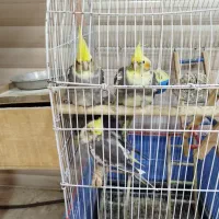 عروس هلندی نر و ماده