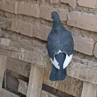 کفتر|پرنده|گزیک, |دیوار