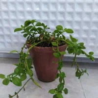 انواع گل و گیاه، یکی بخر یه گل اشانتیون ببر|گل و گیاه طبیعی|بروجن, |دیوار