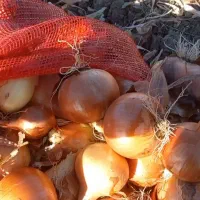 بذر پیاز زرد طلای و قرمز