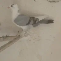 ساتینا نر جون وخوشگل