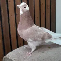 کفتر مایه پرشی ابلغ|پرنده|قم, سربخش|دیوار