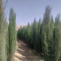 نهال پرتقال|خدمات باغبانی و درختکاری|شیراز, سرو|دیوار