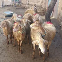 گوسفندمغانی درجه یک