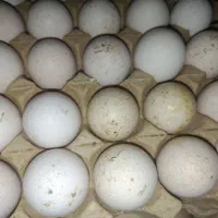 تخم مرغ وتخم بوقلمون برنزه