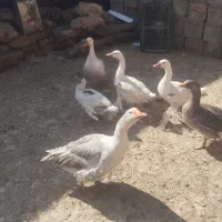 غاز|پرنده|زالیان, |دیوار