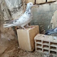 کبوتر|پرنده|فرخ‌شهر, |دیوار