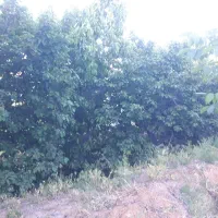 فروش باغ وزمین کشاورزی