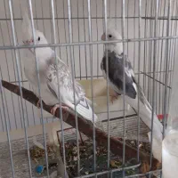 عروس هلندی طوطی برزیلی