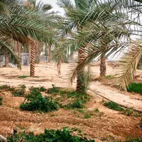 باغ ویلا استخر دار نی‌نیزک شاهزاده ابراهیم|فروش خانه و ویلا|برازجان, |دیوار