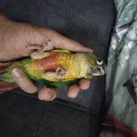 گیرینچیک جفت|پرنده|مشهد, رده|دیوار