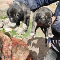 واگذاری دوتا توله سرابی ماده