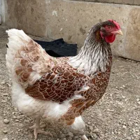 ویاندوت مولد اورنج و سیلور و جوجه جی اس جی|حیوانات مزرعه|تهران, ابوذر|دیوار