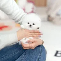 پودل