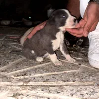 توله سگ