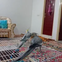 عروس هلندی نرو ماده|پرنده|مشهد, شهرک مهرگان|دیوار