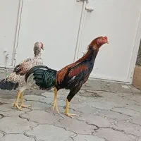 خروس لاری