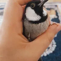 قناری خرمایی دستی