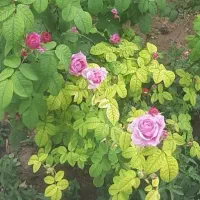 کار در منزل برای همه و افراد معلول