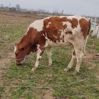 لیشه|حیوانات مزرعه|رشت, پسیخان|دیوار