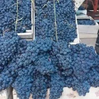 انگور شانی دیم سردشت.سنندج|خوردنی و آشامیدنی|اصفهان, رسالت|دیوار