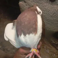 جفت طوقی|پرنده|شیراز, کوشک میدان|دیوار