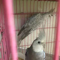 تعدادی جوجه عروس و بالغ و مولد(گیرینچیک ملنگو