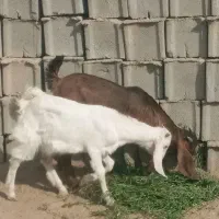 دو عدد کهره نر و ماده