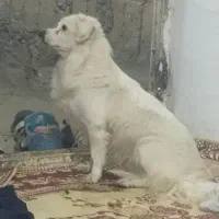 سگ نر پاکوتاه