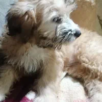 سگ پاکوتاه|سگ|گرگان, |دیوار