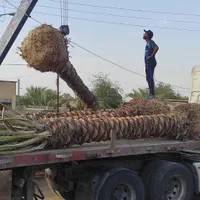 درخت نخل خوب میخای ما رو پیدا کن|خدمات باغبانی و درختکاری|آبپخش, |دیوار