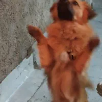 سگ پامر تربیت شده