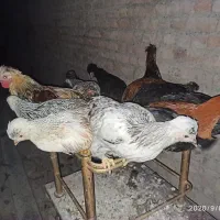 خروس محلی