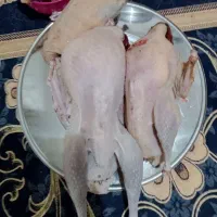 غازوبوقلمون ارگانیک هرکس خواست پیام بذارد