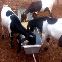 بزپاکستانی اصل درجه یک