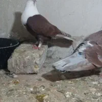 کلاغ کربلایی اوقون و سرخ