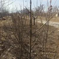 نهال گردو اصلاح شده پوست کاغذی