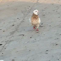 شهری طوقی طوسی|پرنده|خرمشهر, |دیوار