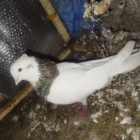 طوق نر گومشده