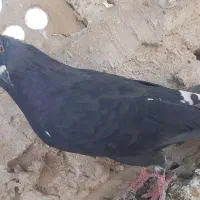 کبوتر اشعل  به شرط نطفه|پرنده|کارون, |دیوار