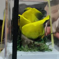 جلو مبلی سالم