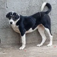 عراقی،الابای سرابی،عراقی .پژدر 19ماهه|سگ|عجب شیر, |دیوار