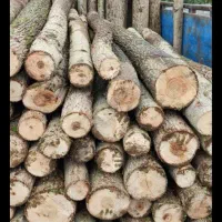 چوب خریدار هر نوع چوب